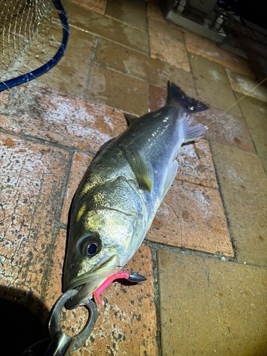 シーバスの釣果