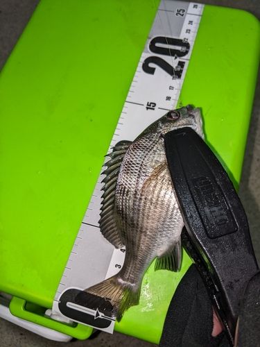 三陸海岸(岩手)