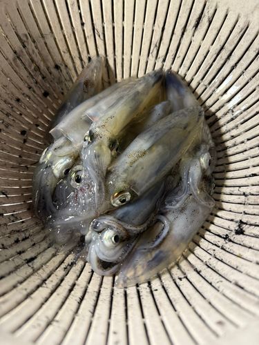 マメイカの釣果