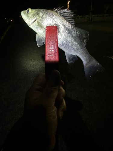 セイゴ(マルスズキ)の釣果