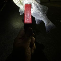 セイゴ(マルスズキ)