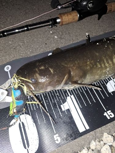 ナマズの釣果