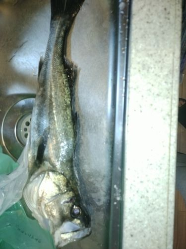 千葉港中央埠頭