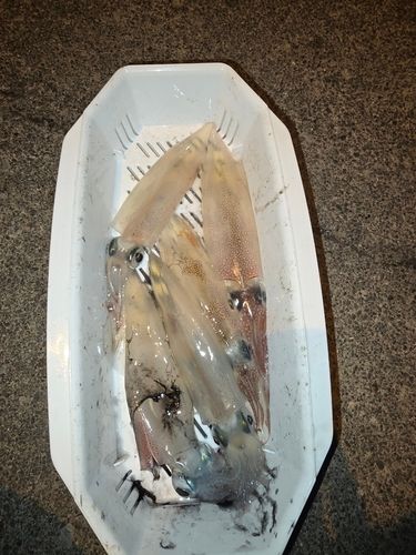 ヤリイカの釣果