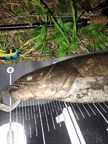 ナマズの釣果