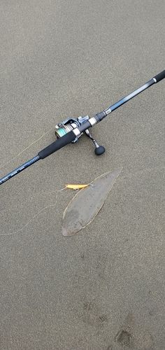 シタビラメの釣果