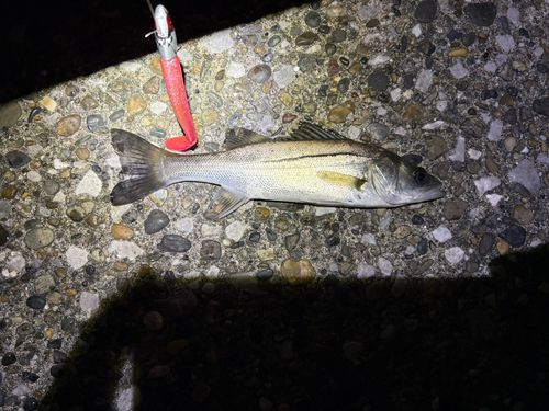 東京湾(アクアライン以北)