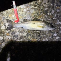 セイゴ（マルスズキ）