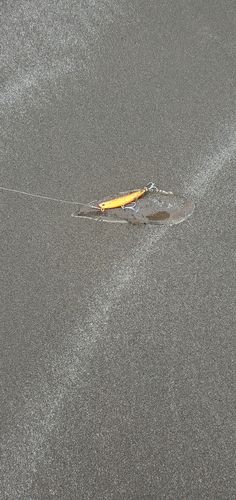 シタビラメの釣果