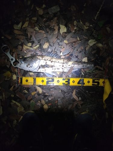 フッコ(マルスズキ)の釣果