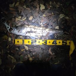 フッコ(マルスズキ)