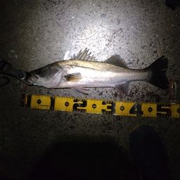 フッコ(マルスズキ)