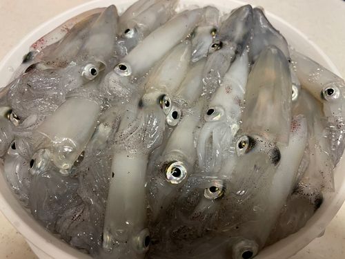 マメイカの釣果