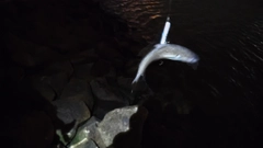 コノシロの釣果