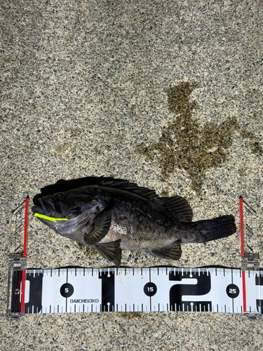 クロソイの釣果