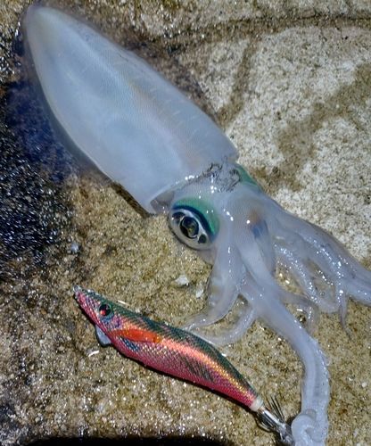 アオリイカの釣果