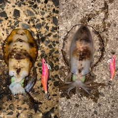 アオリイカの釣果