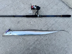 タチウオの釣果