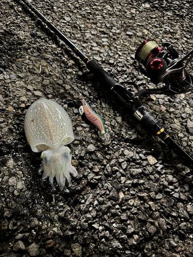 シリヤケイカの釣果