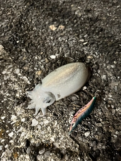 シリヤケイカの釣果