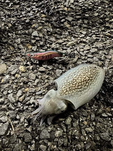 シリヤケイカの釣果