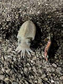シリヤケイカの釣果