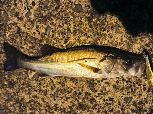 シーバスの釣果