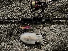 シリヤケイカの釣果