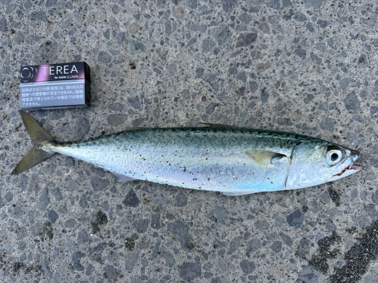 SHIMANO 18ディアルーナ S106MHの最安値・インプレ・釣果 | 本音