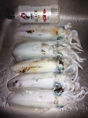 アオリイカの釣果