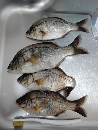 ウミタナゴの釣果