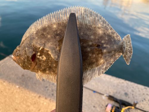 ヒラメの釣果