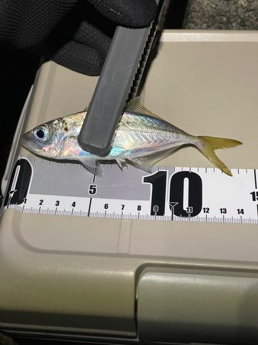 熊野川(新宮川)河口