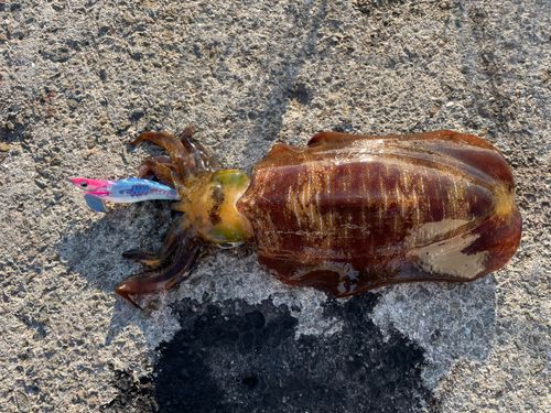 アオリイカの釣果