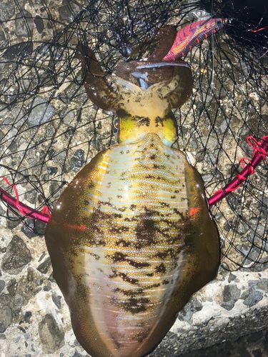 アオリイカの釣果