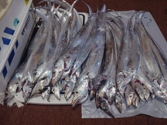 タチウオの釣果