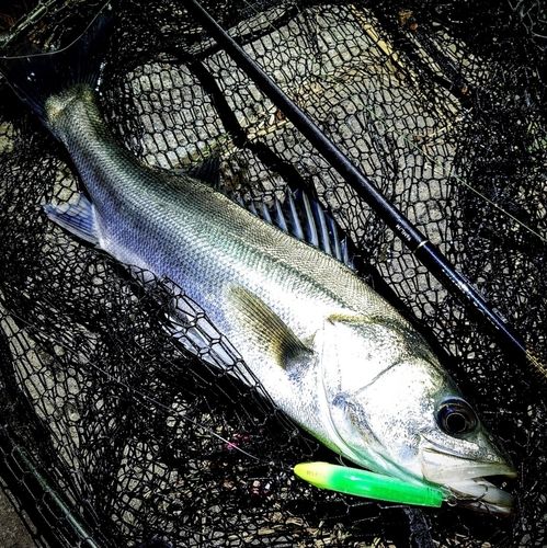 シーバスの釣果