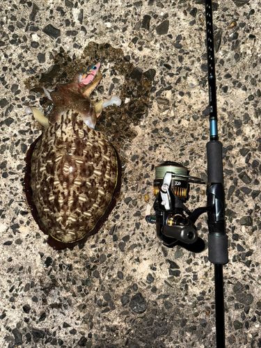 コウイカの釣果