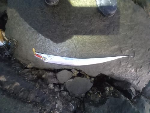 タチウオの釣果