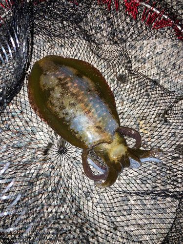 ケンサキイカの釣果