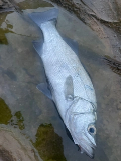 ヒラスズキの釣果