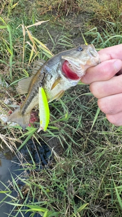 ブルーギルの釣果