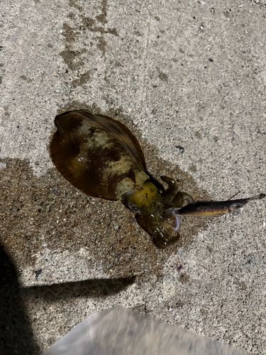 アオリイカの釣果