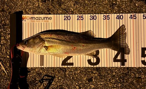 シーバスの釣果