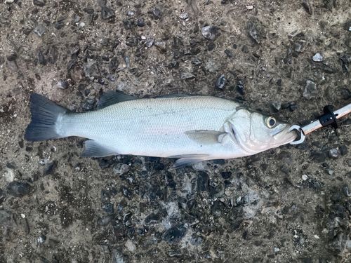 ヒラスズキの釣果