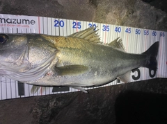 シーバスの釣果