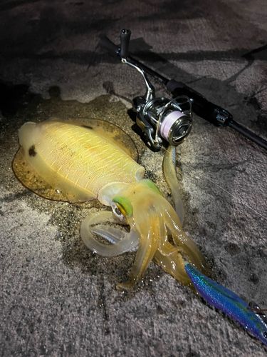 アオリイカの釣果