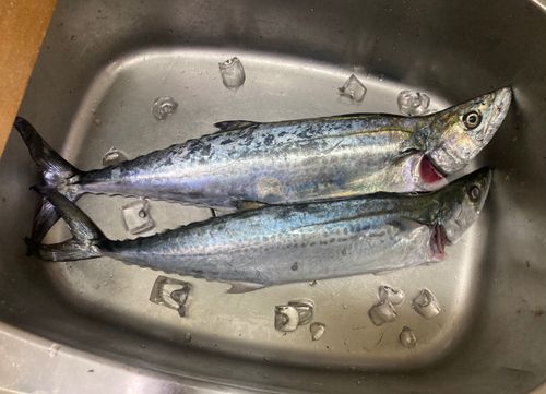 サゴシの釣果
