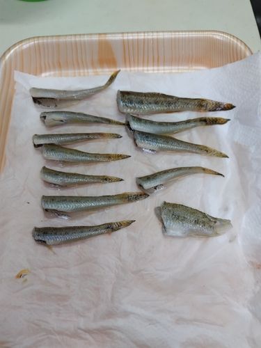 長良川揖斐川合流点