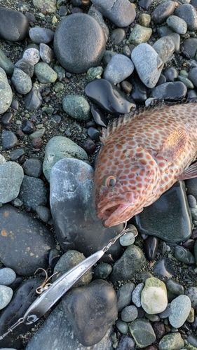 オオモンハタの釣果